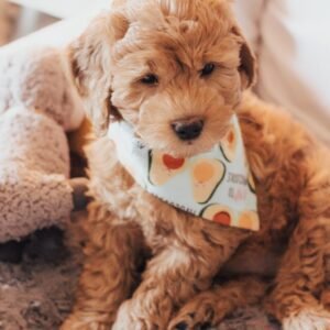 Doodle dogs for sale