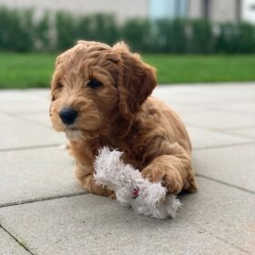 Teddy bear goldendoodles for sale California