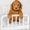 goldendoodle puppies for adoption