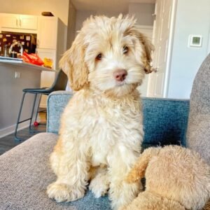 mini goldendoodle for sale Ohio