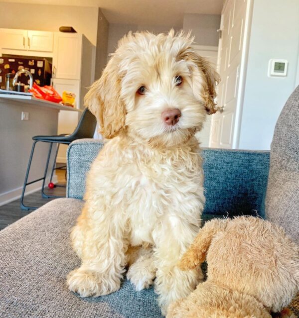 mini goldendoodle for sale Ohio