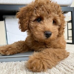 apricot goldendoodles