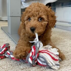 apricot goldendoodles