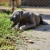How much are cane corso puppies