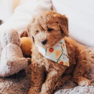 Doodle dogs for sale