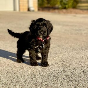 english cream goldendoodle