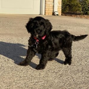 english cream goldendoodle