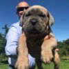 Cane corso puppy for sale