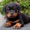How much do rottweilers weigh