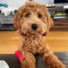 goldendoodle puppies for sale MD