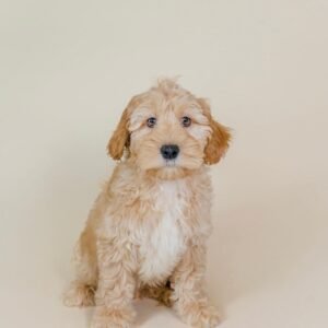 goldendoodle for sale