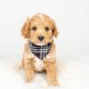 teddy bear goldendoodles for sale