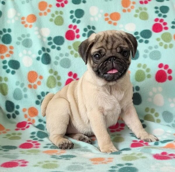 pug puppies for sale by owner