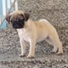 pug puppies price
