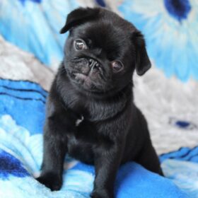 teacup fluffy pug puppies