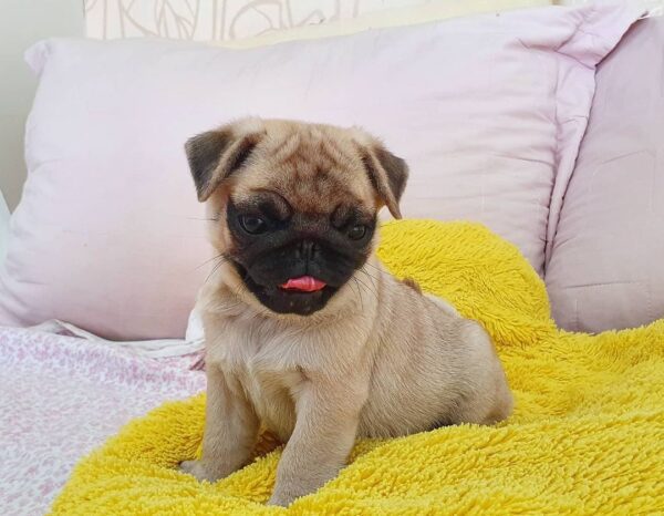 pug puppies for sale under $500