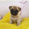 pug puppies for sale under $500