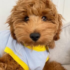 blue merle goldendoodle for sale