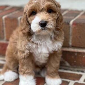 teddybear goldendoodles