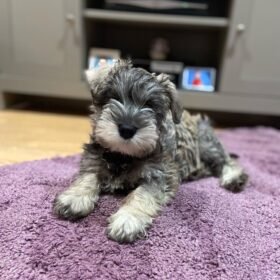 schnauzers near me