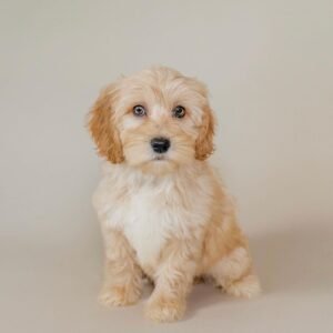goldendoodle for sale