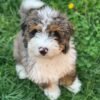 goldendoodle puppies for sale in nebraska