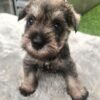 mini schnauzer puppies for sale near me