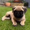 pug puppies for sale