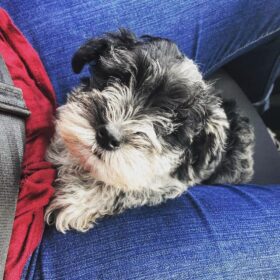 miniature schnauzer breeders near me