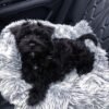 black miniature schnauzer puppies