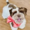 schnauzer miniatura precio