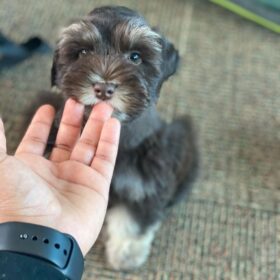 mini schnauzer price