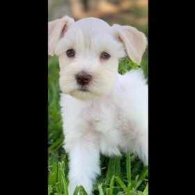 schnauzers for sale near me