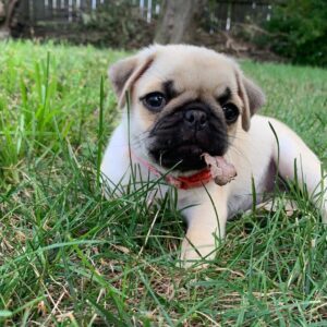 pug puppies for sale under $200 near me