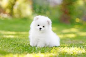 pomeranian puppies for sale