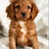 cheap goldendoodle puppies for sale