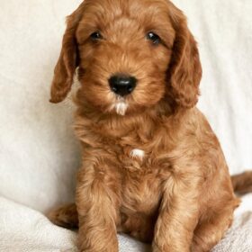 Goldendoodle puppies for sale in PA