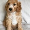 f1b goldendoodle for sale
