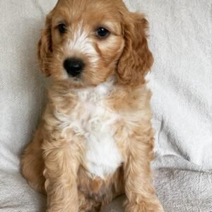 f1b goldendoodle for sale