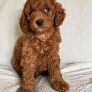 red goldendoodle puppies for sale