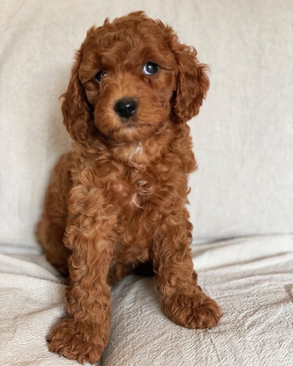 red goldendoodle puppies for sale