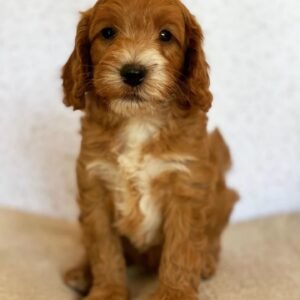 standard goldendoodle for sale