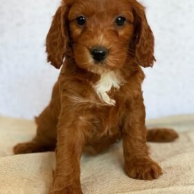 mini goldendoodle for sale texas