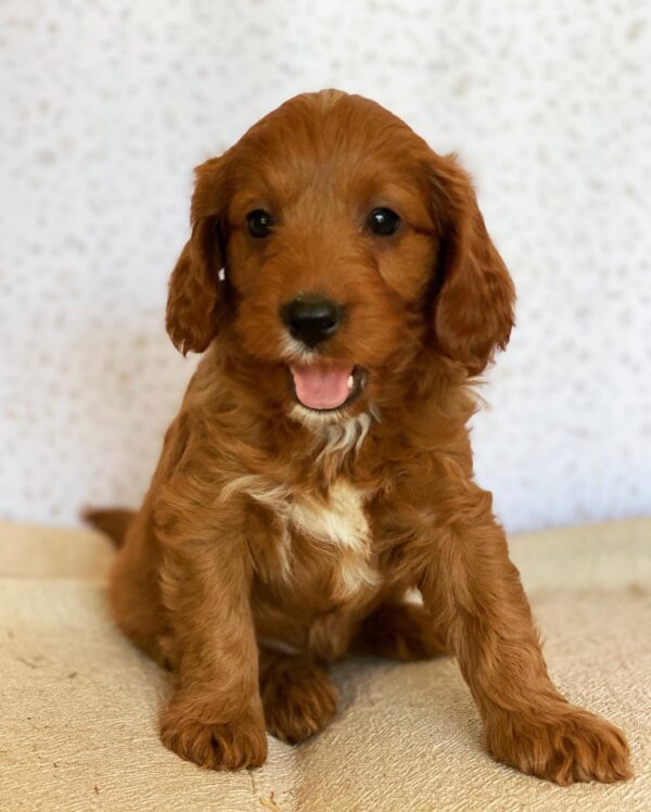 Goldendoodle puppies for sale near me