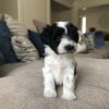 miniature schnauzers puppies for sale