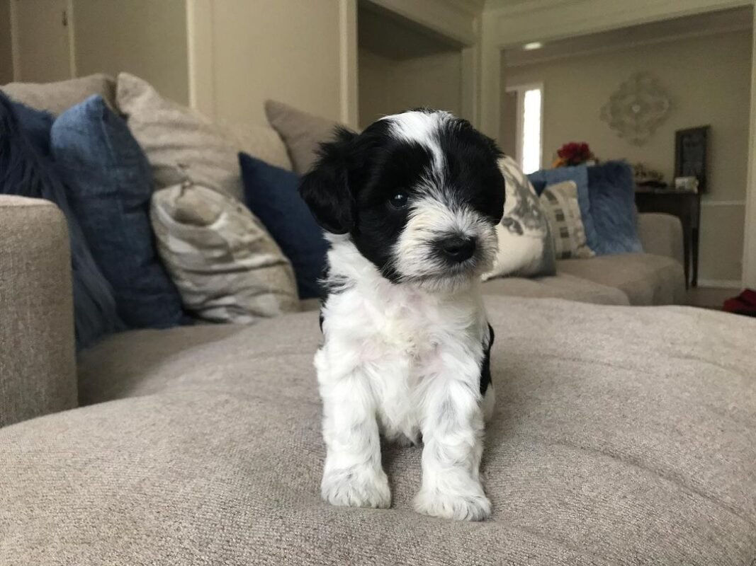miniature schnauzers for sale/schnauzer puppies for sale