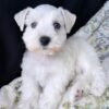 miniature schnauzer price