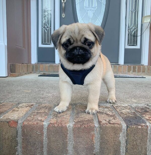 pug puppies for sale in michigan