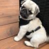 pug puppies for sale in michigan