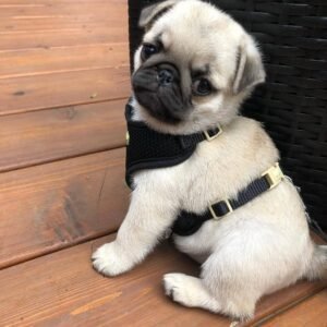 pug puppies for sale in michigan